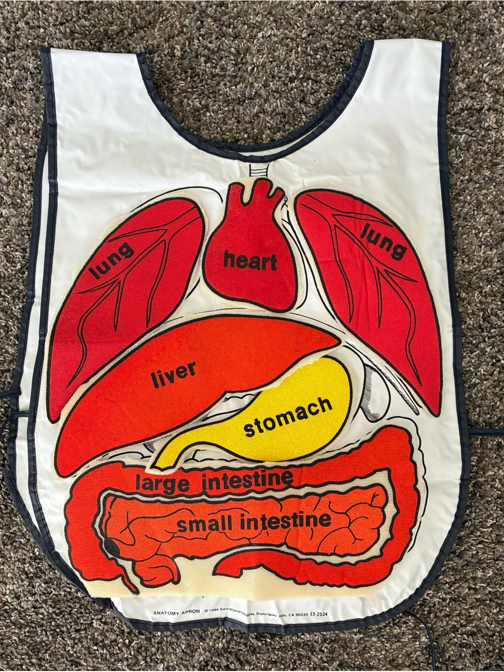 ANATOMY APRON Body Awareness
Kit w/ Fabric Organs